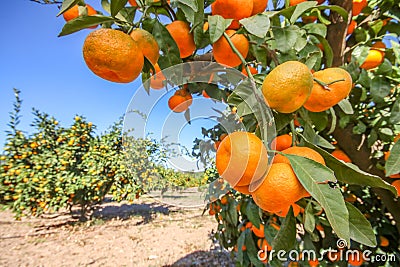 Fresh organik agriculture; tangerine tree. Stock Photo