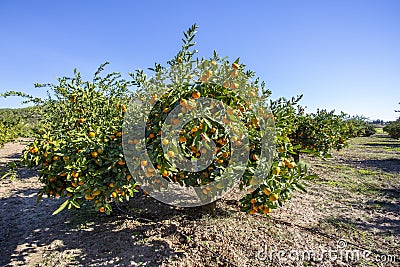 Fresh organik agriculture; tangerine tree. Stock Photo