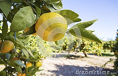 Fresh organik agriculture; tangerine tree. Stock Photo