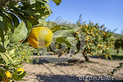 Fresh organik agriculture; tangerine tree. Stock Photo