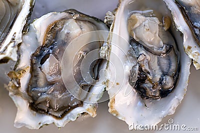 Fresh oyster Stock Photo