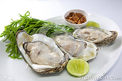Fresh Oyster Stock Photo