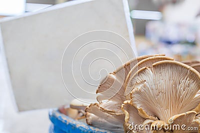 Fresh oyster mushrooms with blurry blank tag behind on the counter in a typical greengrocery bazaar in Turkey. Stock Photo