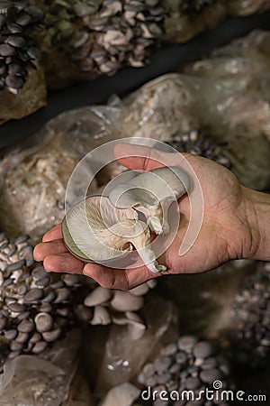 Fresh oyster mushrooms in farmers hand. Stock Photo