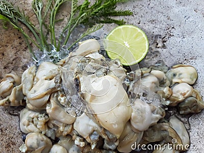 Raw oyster shell Stock Photo