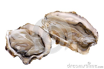 Fresh Oysters Isolated Stock Photo