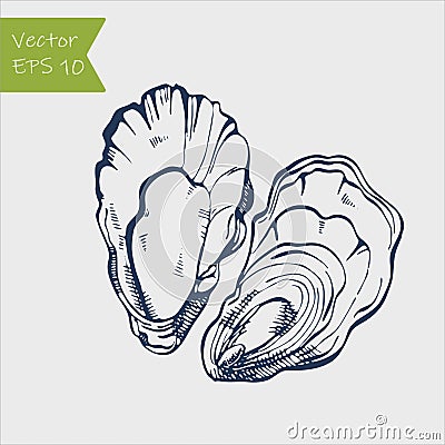 Fresh oysters vector set. Blue and white graphic design. Sea food. Vector illustration Cartoon Illustration