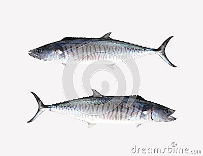 Fresh Pacific king mackerels or Scomberomorus fish isolated on white Stock Photo