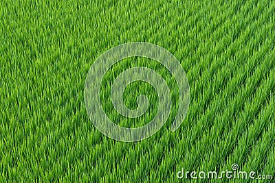 Fresh paddy rice field Stock Photo