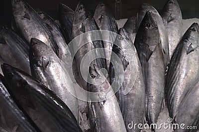 Fresh palamut fish Stock Photo
