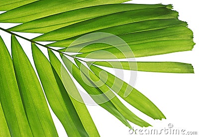 Fresh palm leaf Stock Photo