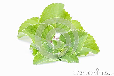 Fresh panikoorpa Coleus Aromaticus leaves isolated on white background Stock Photo