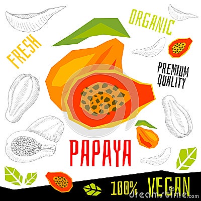 Fresh papaya fruits organic vegan food vector hand drawn illustrations Vector Illustration