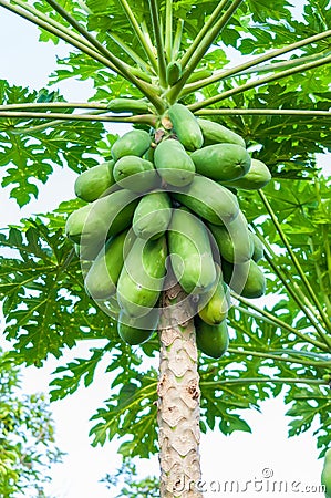 Fresh papaya tree Stock Photo