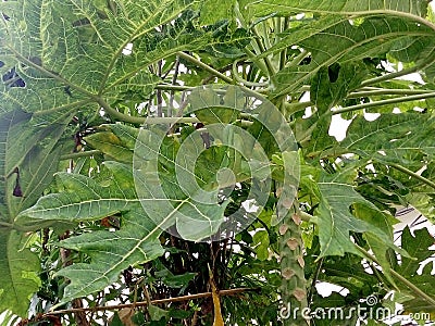 Fresh papaya tree gree leaf s Stock Photo
