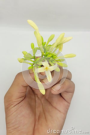 Papaya flower on white background Stock Photo