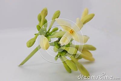 Papaya flower on a white background Stock Photo