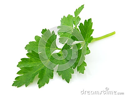 Fresh parsley Stock Photo