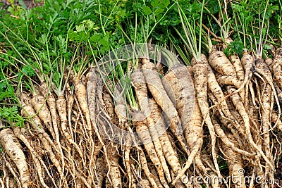 Fresh parsley Stock Photo