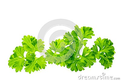 Fresh parsley Stock Photo