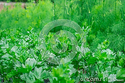 Fresh parsley and dill on ground close-up in garden Stock Photo