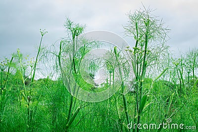 Fresh parsley and dill on ground close-up in garden Stock Photo