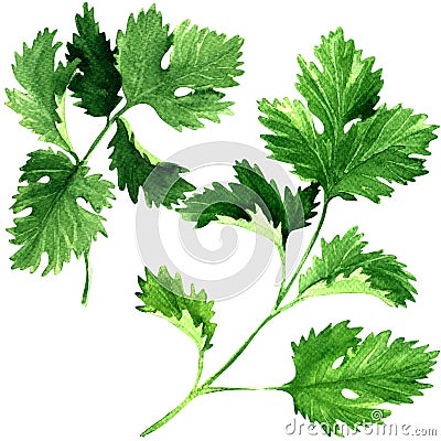 Fresh parsley herb leaves isolated, watercolor illustration on white Cartoon Illustration