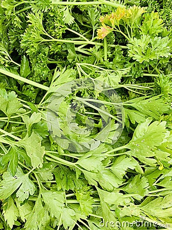 Parsley herb close up Stock Photo
