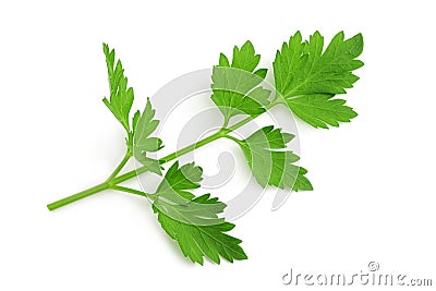 Fresh parsley sprig Stock Photo