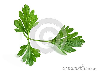 Fresh parsley sprigs Stock Photo