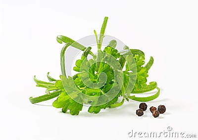 Fresh parsley sprigs Stock Photo