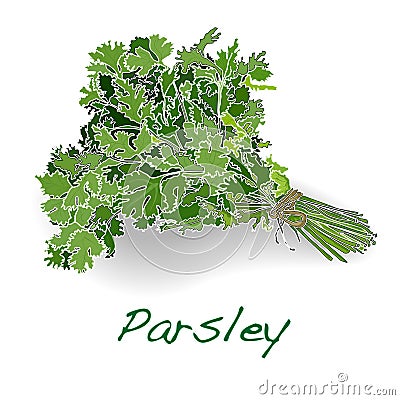 Fresh parsley vector Vector Illustration