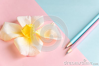 Pastel colors background with flower and pensils, creation creative concept Stock Photo