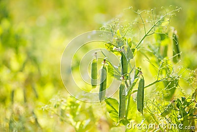 Fresh Pea Plant Stock Photo