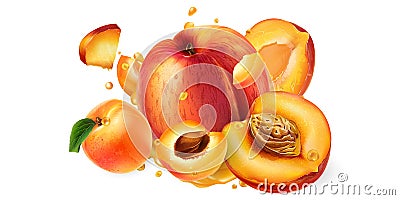 Fresh peaches and apricots and drops of fruit juice. Vector Illustration
