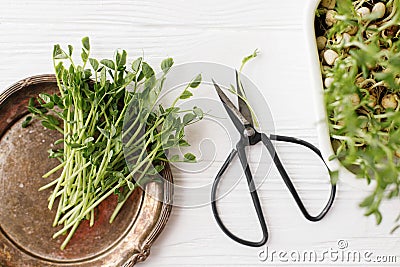 Fresh peas sprouts on vintage plate, scissors, sprouter on white wood, top view. Peas microgreens Stock Photo