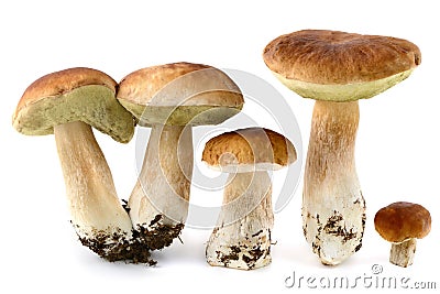 Fresh penny bun mushrooms on white background Stock Photo