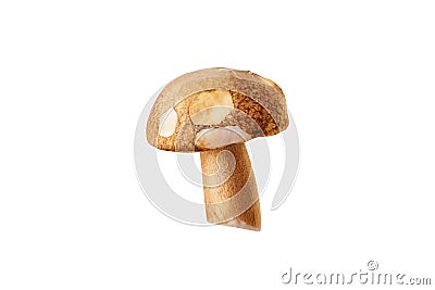 Fresh penny bun mushrooms on white isolated background Stock Photo
