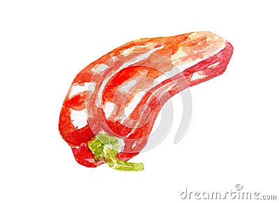 Fresh pepper illustration. Hand drawn watercolor on white background. Cartoon Illustration