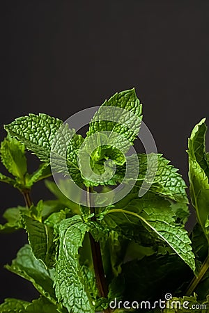 Fresh peppermint green leaves macro isolated dark background Stock Photo