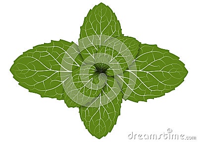 Peppermint leaf Vector Illustration