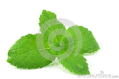 Fresh peppermint leaves Stock Photo