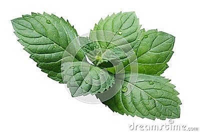 Fresh peppermint leaves (Mentha Piperita) Stock Photo