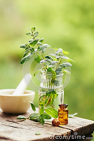 Fresh peppermint and peppermint oil. Stock Photo