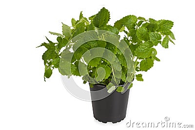 Fresh Peppermint in pot Stock Photo