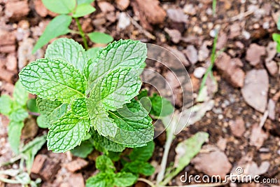 Fresh peppermints growing in the farm Stock Photo