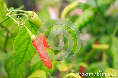 Fresh peppers in the backyard vegetable garden Stock Photo