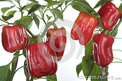 Fresh peppers plant detail Stock Photo