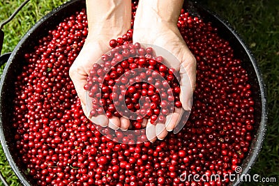 Fresh Picked Alaska Cranberries Stock Photo