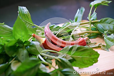 Fresh picked home grown organic okra and herbs. Healthy eating and organic gardening concept Stock Photo